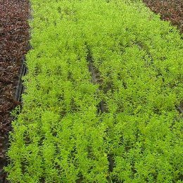 五色草种苗种植基地