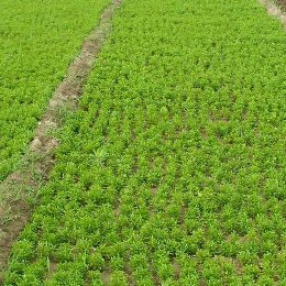 五色草种苗种植园区