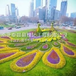 五色草造型孔雀