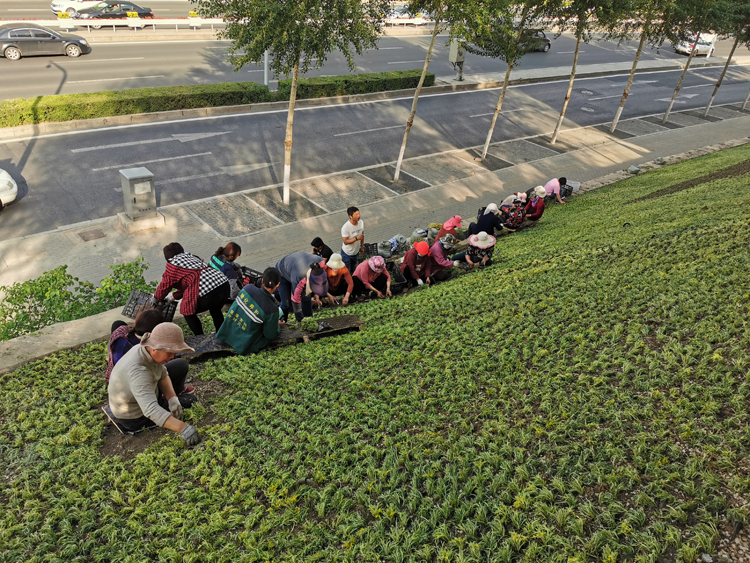 五色草造型,立体花坛,绿雕