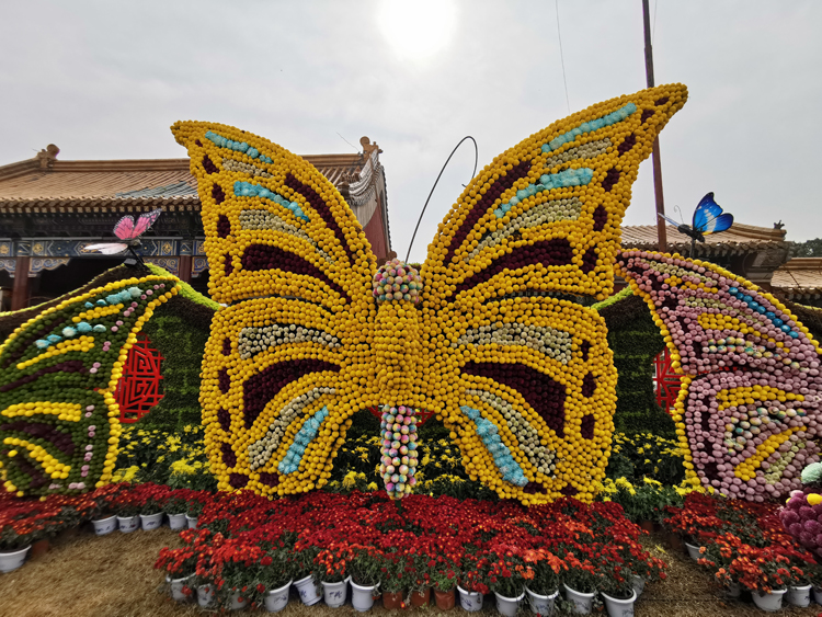 菊花造型,五色草造型,绿雕,立体花坛