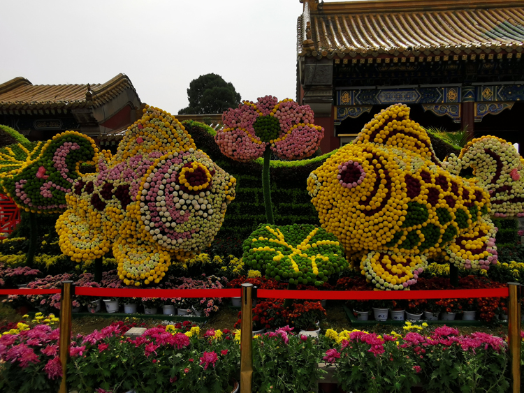 菊花造型,五色草造型,绿雕,立体花坛